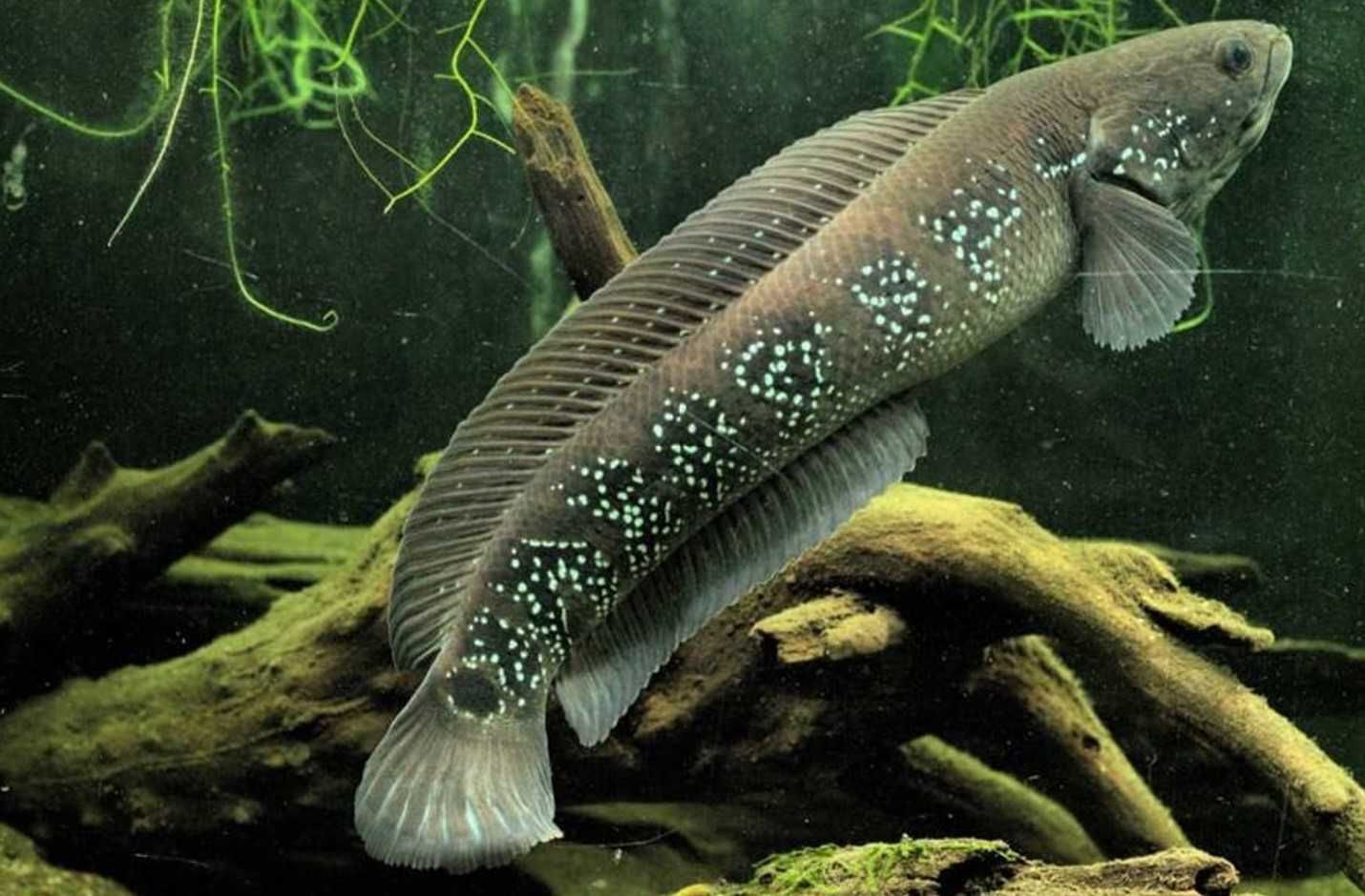 Channa asiatica - Wężogłów chiński - dowozimy, wysyłamy