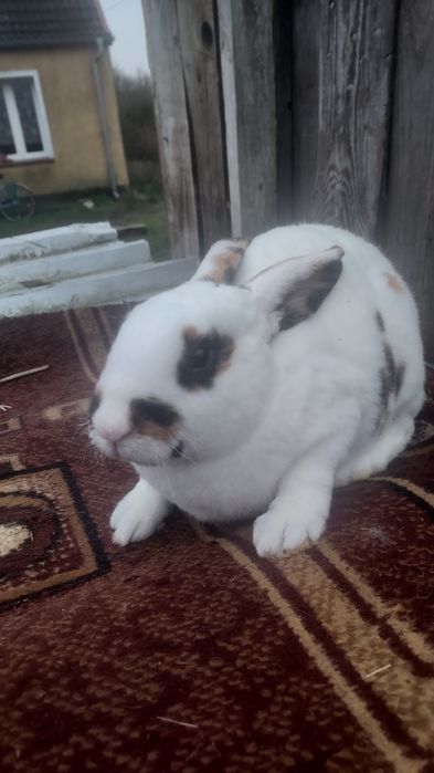 Sprzedam rex trójbarwny