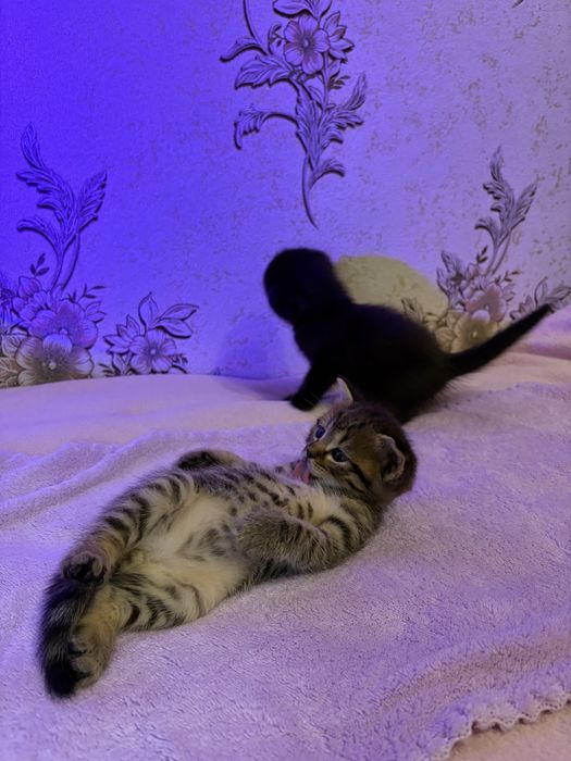 Кошенята від шотландської мами та британського тата