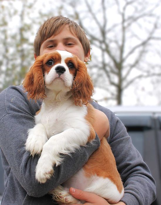 Кавалер - найкращій компаньон.