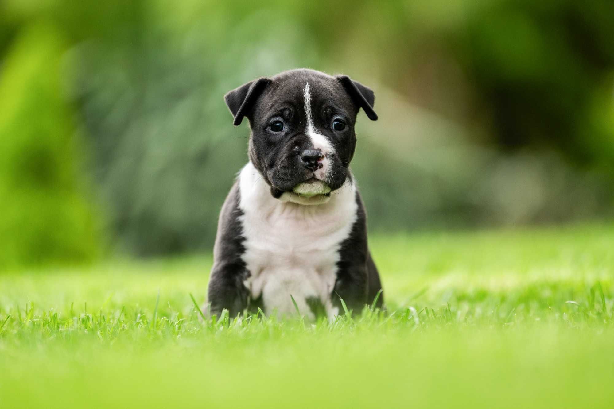 American Staffordshire terrier Amstaff ZKwP FCI