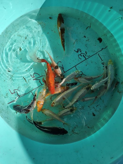 Carpas koi 10-20 cm