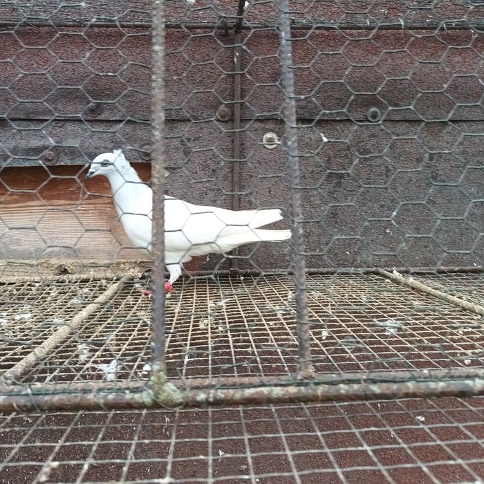 Sprzedam gołębie jasne i pocztowe