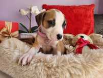 Cudowna suczka Amstaff!
