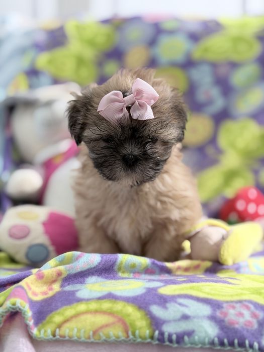 Shih-tzu linda Menina miniatura