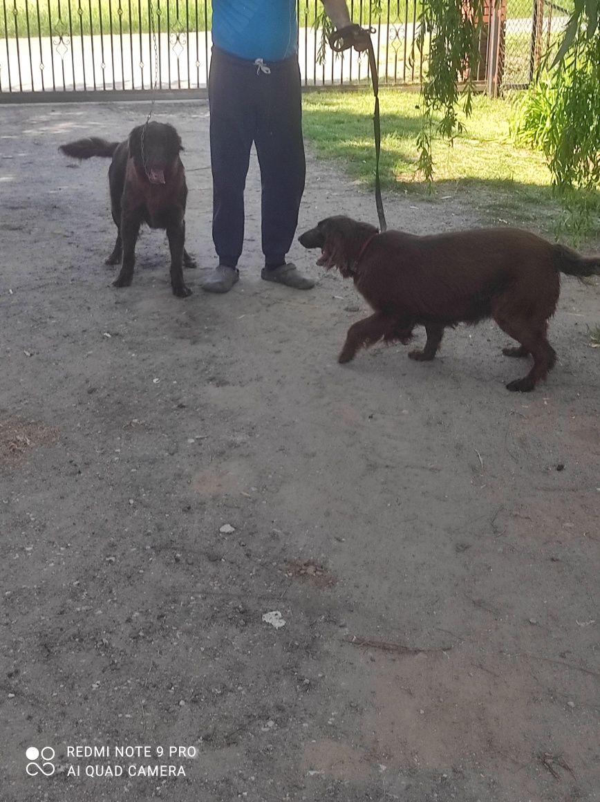 Flat coated retriever