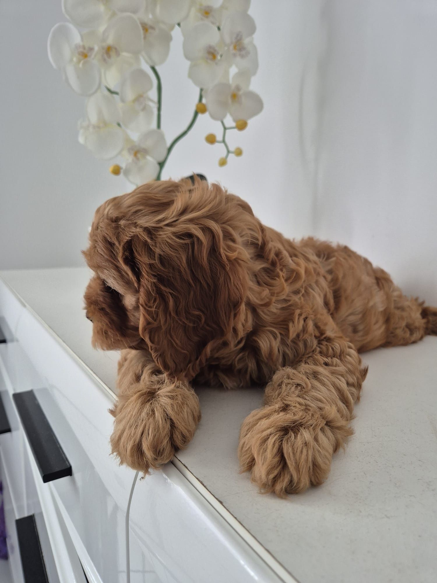 Piesio Cavapoo F1 Cavalier - Pudel