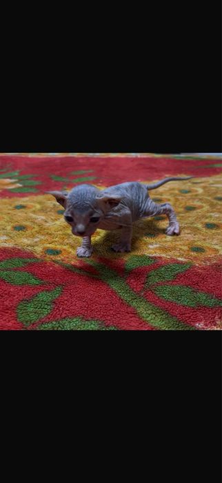 Canadian sphynx menina