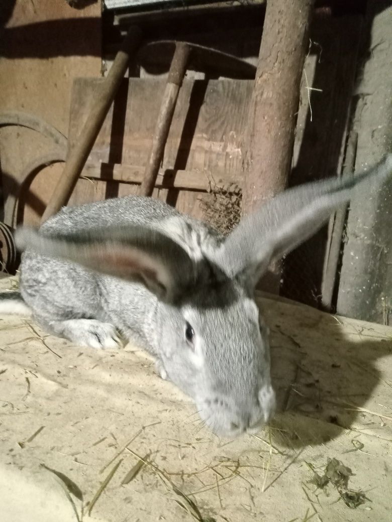 Самці і самки Шиншила.