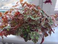 Begonia tygrysia sadzonki