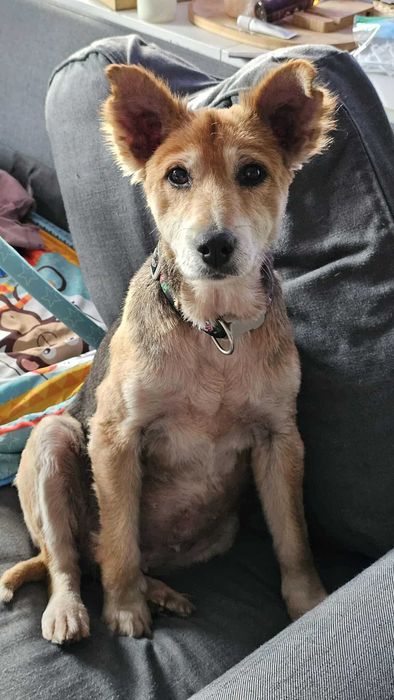 Symptyczna sunia szuka domku