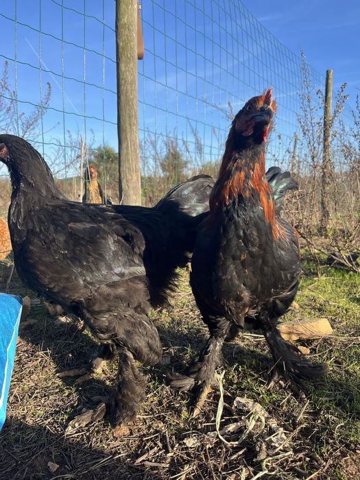 Galos Brahma 4 meses