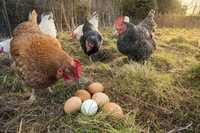Jajka wiejskie ekologiczne
