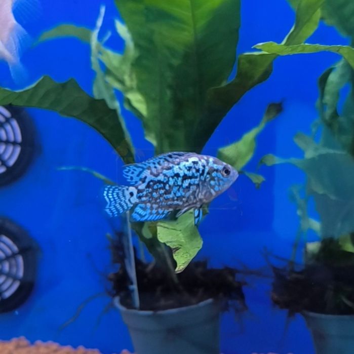 Jack Dempsey Eletric Blue