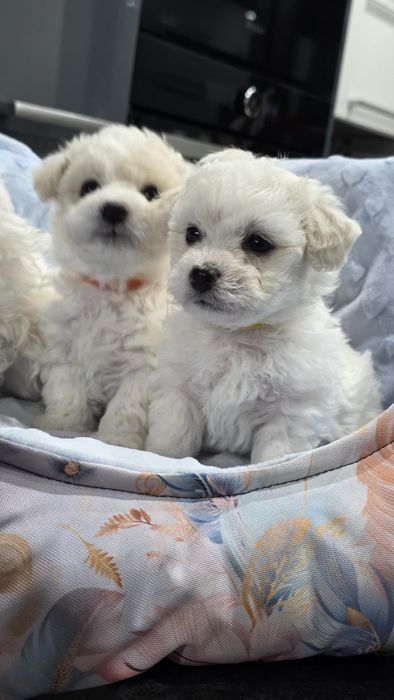 Bichon Frise suczka fci