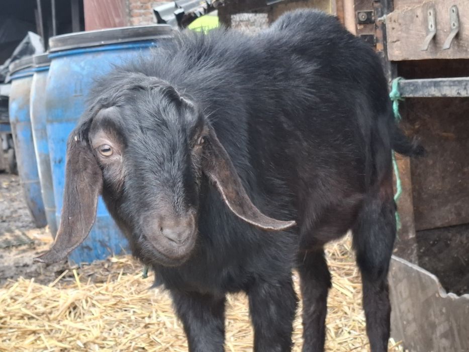 Koziołek Anglonubijski