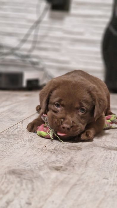 Labrador retriever szczeniak z rodowodem
