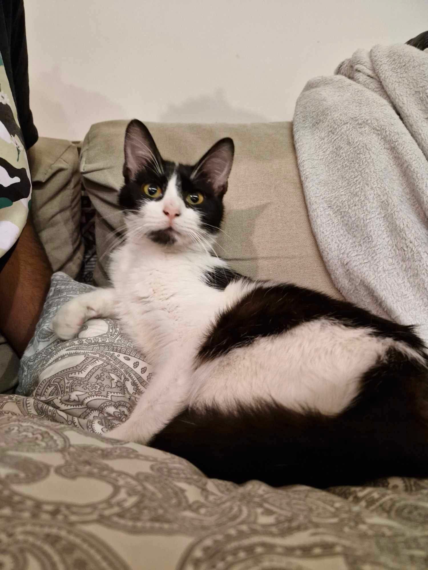 Rnhau a Moshi Quer Uma Família!