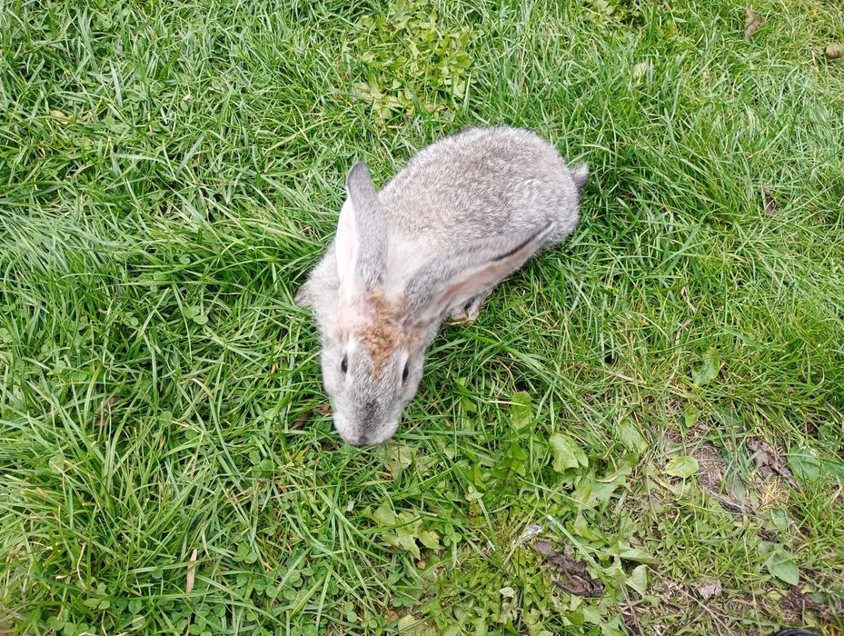 Króle króliki samce samice