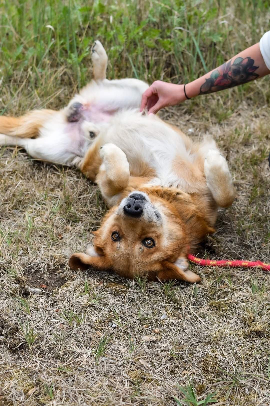 Piesek w typie labradora szuka domu! Adoptuj!