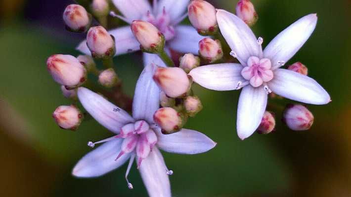 Suculentas flor roxa