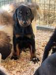 Dobermann Qualidade
