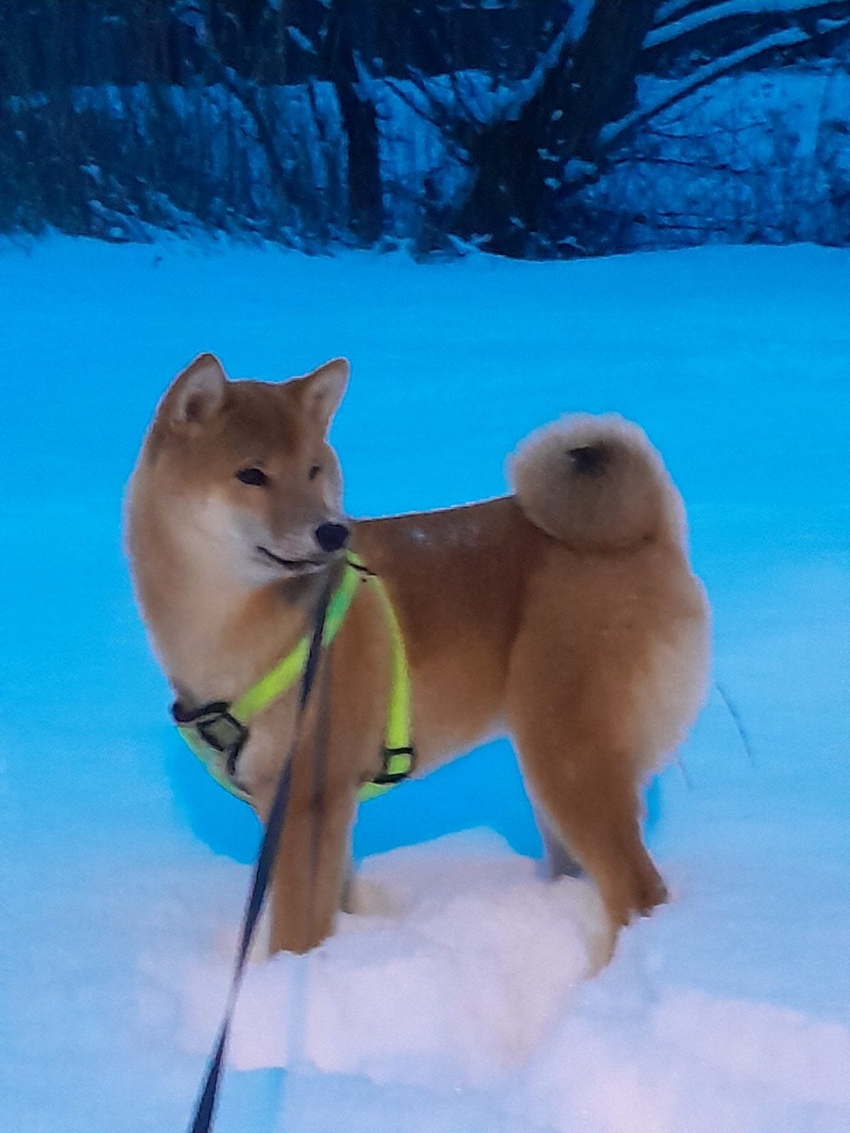 Щенок породы Shiba inu (Сиба ину/ шиба ину)