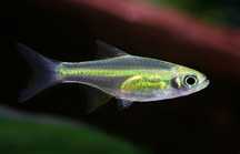 Microrasbora kubotai - Microdevario kubotai