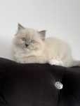 Puszysta Kotka ragdoll