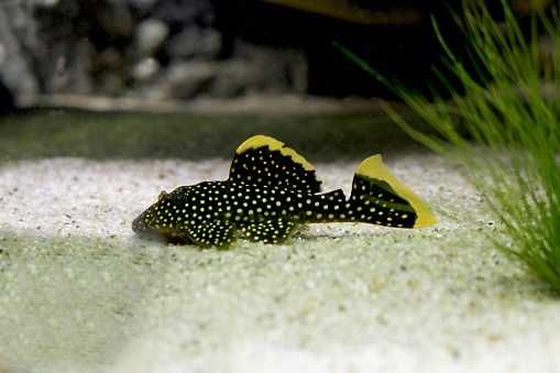 Zbrojnik L018 (Baryancistrus xanthellus) WF/F0