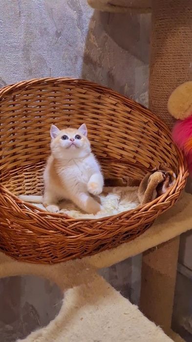 В дорогом редком окрасе ny12