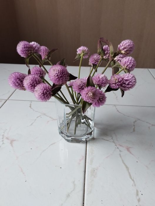 Gomfrena kulista kwiaty - dekoracje