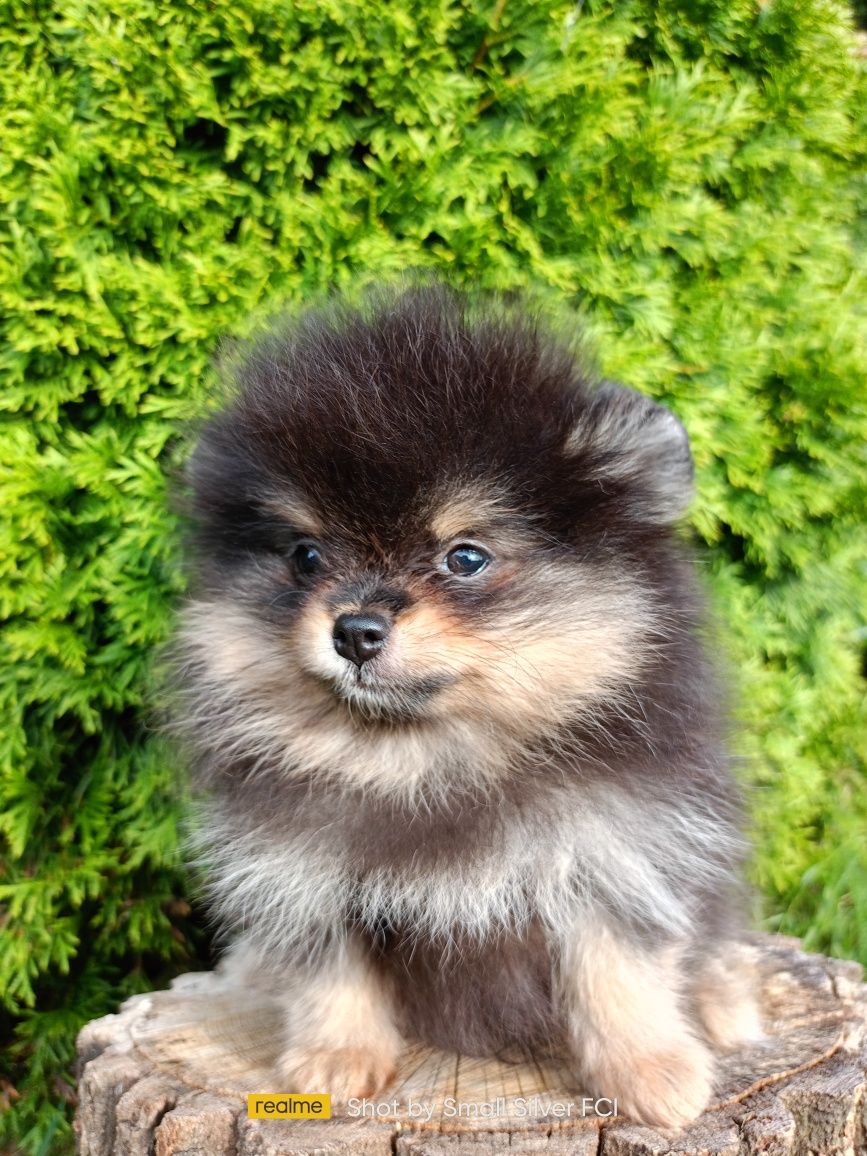 Szpic miniaturowy pomeranian