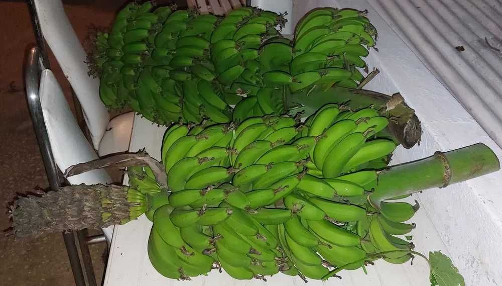 Bananeiras da Madeira Musa