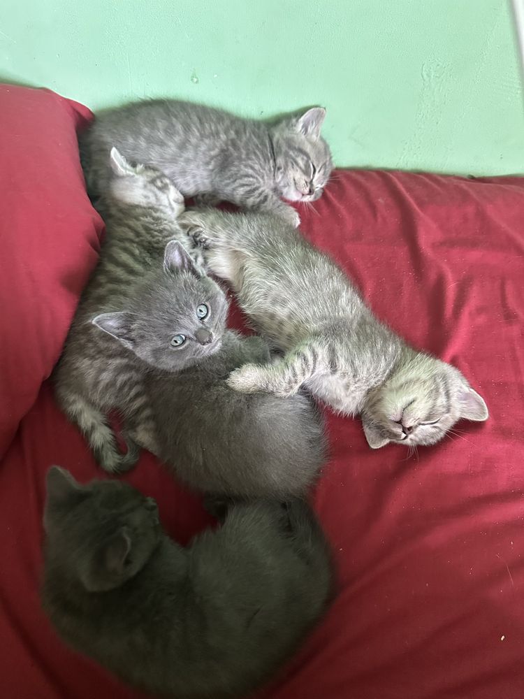 Британські котята