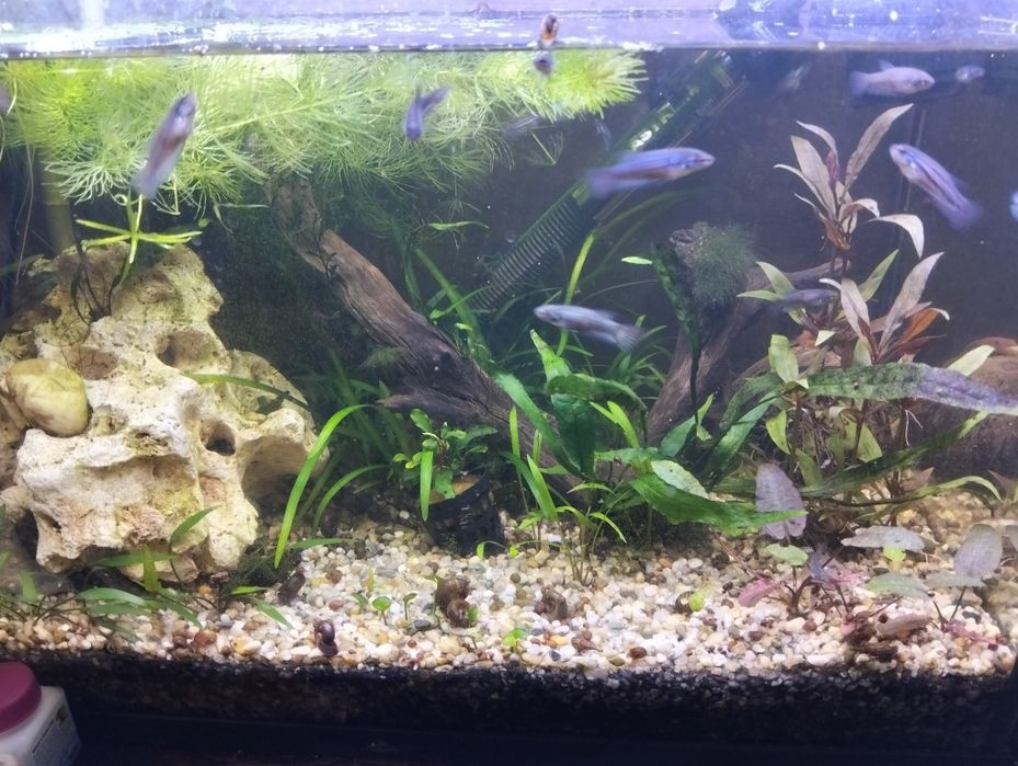 Plantas para aquário