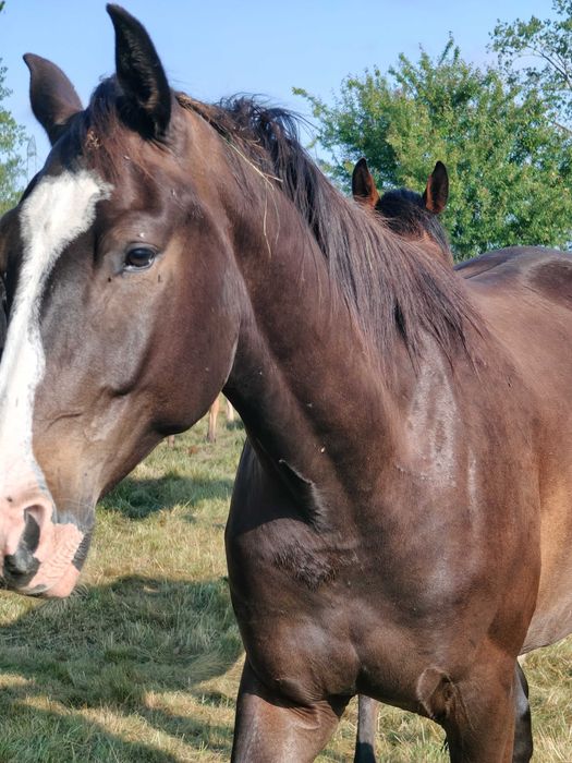Wałach wlkp po Rumianku