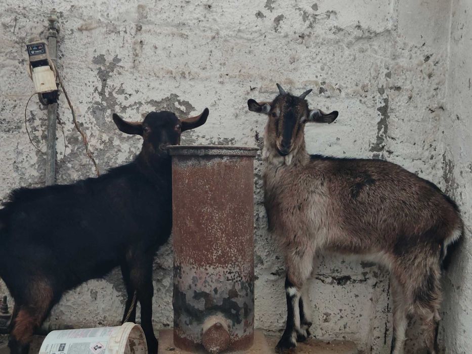 Sprzedam kózkę i koziołka kameruńskie
