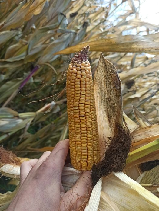 Ziarno kukurydzy 2,8ha