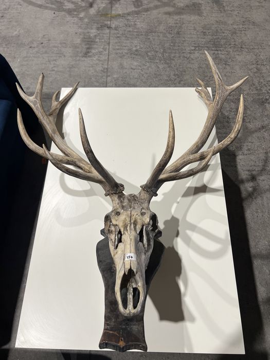 Poroże - możliwy transport