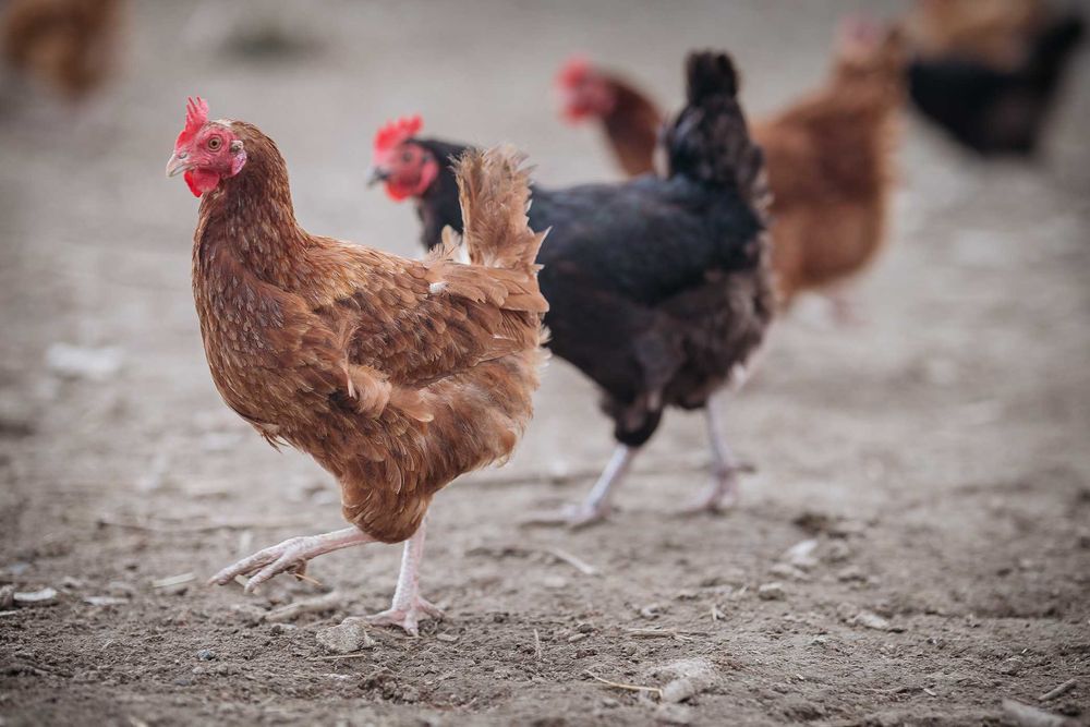 Kurki Nioski Brojlery Odchowane