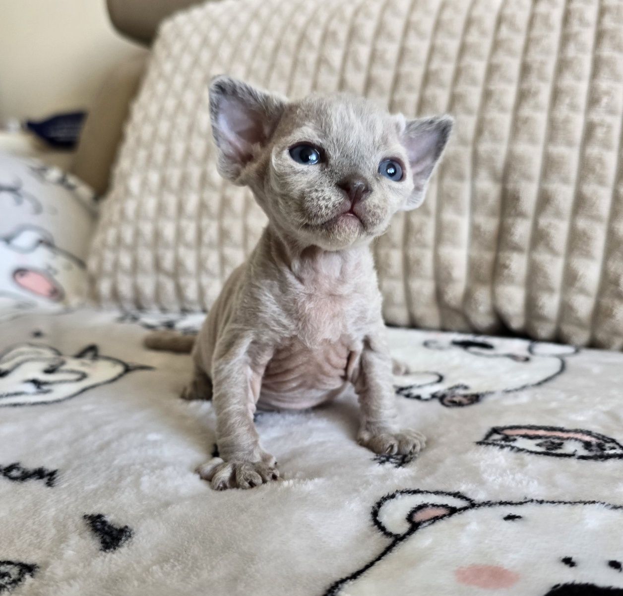 Devon Rex - Dostępna dziewczynka niebieska pointka - Trójmiasto