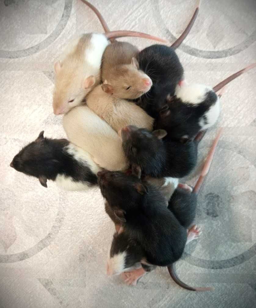 Малі пацюки щури щурики