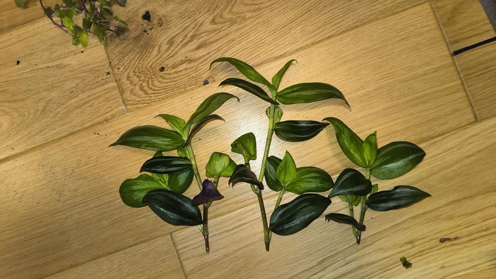 Trzykrotka trandescantia zebrina discolor