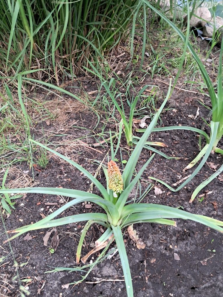 Trytoma groniasta (afrykańska pochodnia) IGŁA KLEOPATRY
