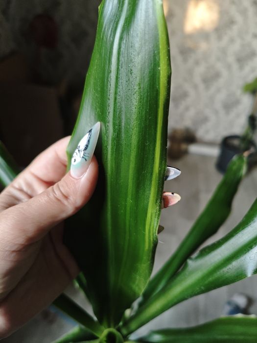 Драцена верхівка рослини