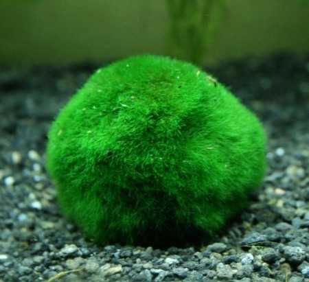Marimo Ball - Cladophora aegagropila – Planta aquática