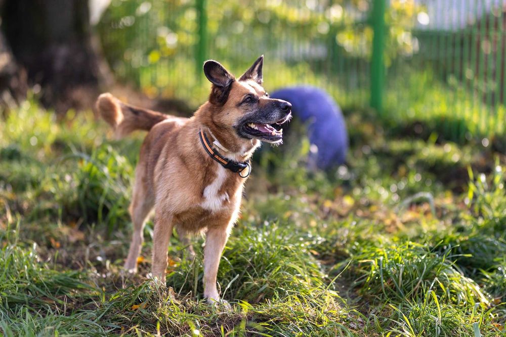 SONIA - Schronisko dla Zwierząt w Ostródzie