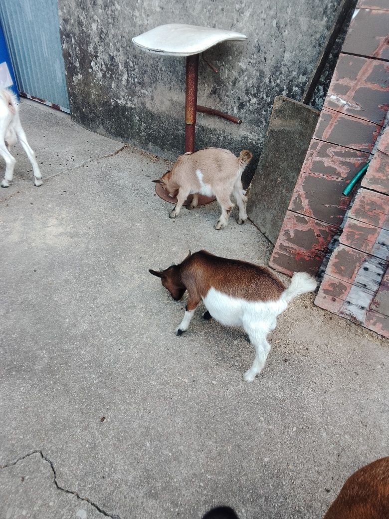 Cabra anã disponiveis