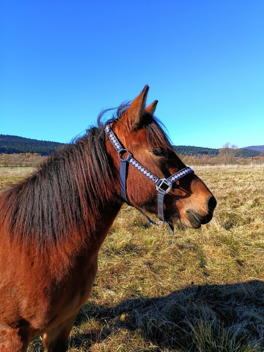Klacz huculska prawie 4 letnia